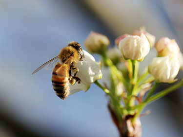 Organic Beekeeping